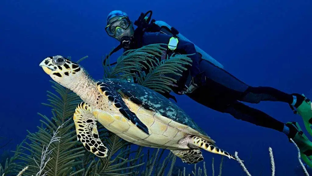 Đèn báo định vị Princeton Tec Meridian Strobe/Beacon Light - Lặn