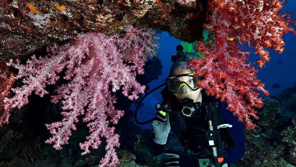 Đèn cầm tay AMP 1L Princeton Tec - Lặn biển